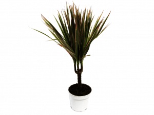 Dracaena - specia și îngrijirea 