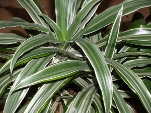 Dracaena - specia și îngrijirea 