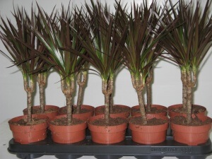 Dracaena - specia și îngrijirea 