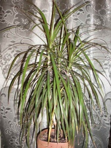 Dracaena - specia și îngrijirea 