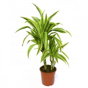 Dracaena - specia și îngrijirea 