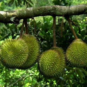 Durian proprietăți utile și conținut caloric, alimente și sănătate