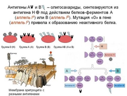 Extract din mere se descurcă mai bine cu celulele canceroase decât chimioterapia, medicina populară