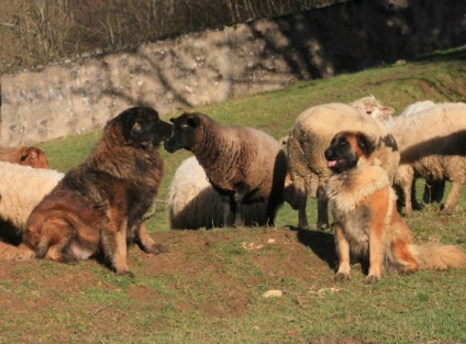 Ciobanescul Eschtlerian (Shepherdul portughez de munte) rasă standard, îngrijire, conținut, natură și