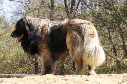 Ciobanescul Eschtlerian (Shepherdul portughez de munte) rasă standard, îngrijire, conținut, natură și