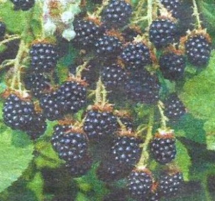 Blackberry reprodukció és gondozás - szibériai kertek