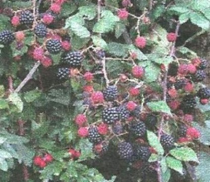 Blackberry reprodukció és gondozás - szibériai kertek