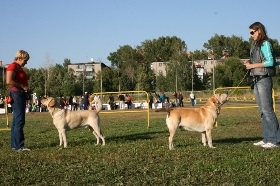 Festival de câini de toate rasele