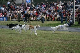 Festival de câini de toate rasele