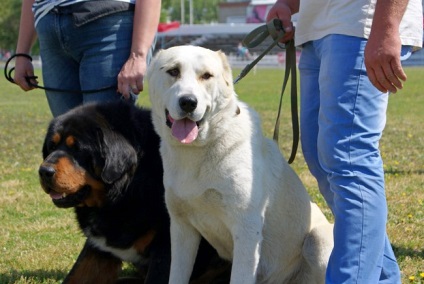Festivalul tuturor raselor de câini, provincia Siberia