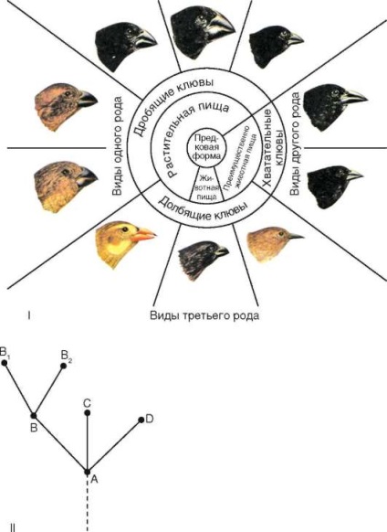 Forme de evoluție a grupului