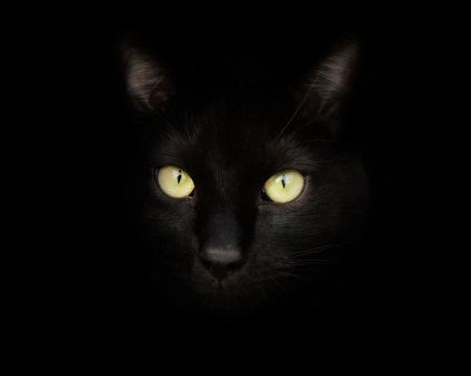 Fotó fekete macskák sárga szemű