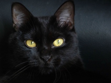 Fotó fekete macskák sárga szemű