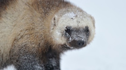 Wildlife fotograf Nikolai Zinoviev