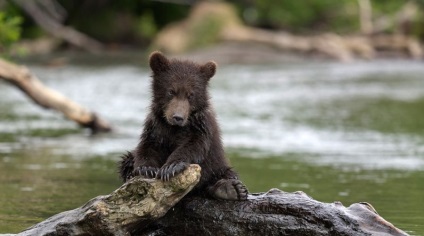 Wildlife fotograf Nikolai Zinoviev