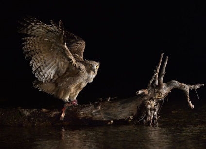 Wildlife fotograf Nikolai Zinoviev