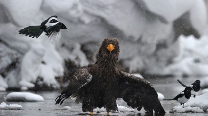 Wildlife fotograf Nikolai Zinoviev