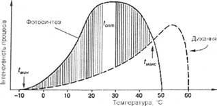 Fotosinteza, respirația plantelor și regimul temperaturii, procesul de producție, mecanismele de adaptare