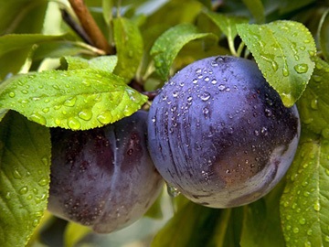 Fructe despre care nu știai! Pluto, Nashi, Yuzu