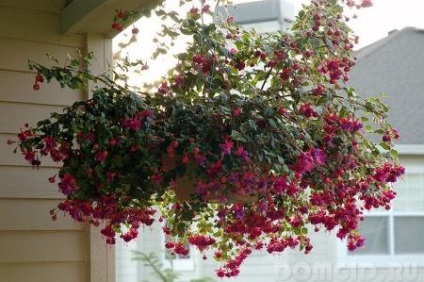 Fuchsia îngrijire și cultivare, fuchsia în design peisagistic al zonei suburbane