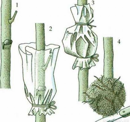 Fuchsia îngrijire și cultivare, fuchsia în design peisagistic al zonei suburbane
