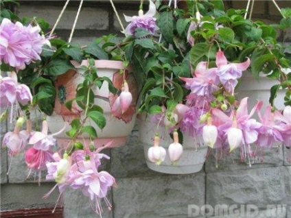 Fuchsia îngrijire și cultivare, fuchsia în design peisagistic al zonei suburbane