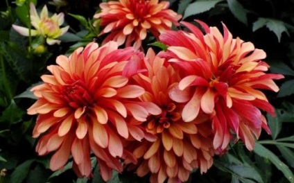 Dahlia Galéria a virágzás sajátosságairól