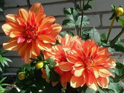 Dahlia Galéria a virágzás sajátosságairól