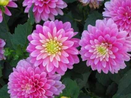 Dahlia Galéria a virágzás sajátosságairól