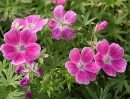 Geranium plantare și îngrijire grădină, specii și soiuri, fotografie