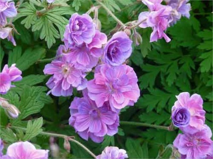 Geranium plantare și îngrijire grădină, specii și soiuri, fotografie