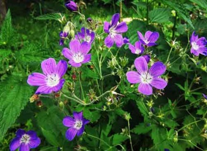 Geranium plantare și îngrijire grădină, specii și soiuri, fotografie