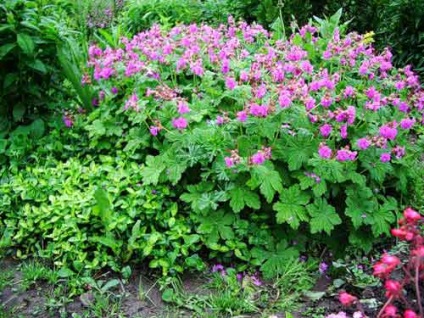Geranium plantare și îngrijire grădină, specii și soiuri, fotografie