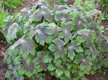 Geranium plantare și îngrijire grădină, specii și soiuri, fotografie