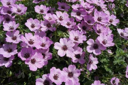 Geranium plantare și îngrijire grădină, specii și soiuri, fotografie