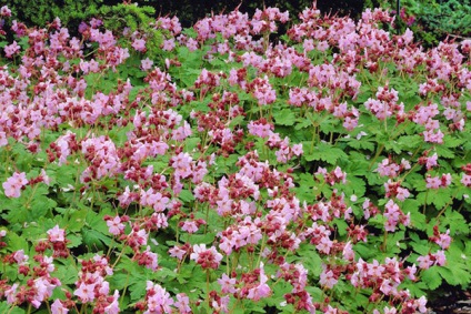 Geranium Garden - specii și soiuri de luncă, pădure, Himalaya, grădină perene, mare-încoronat