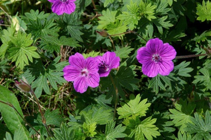 Geranium Garden - specii și soiuri de luncă, pădure, Himalaya, grădină perene, mare-încoronat