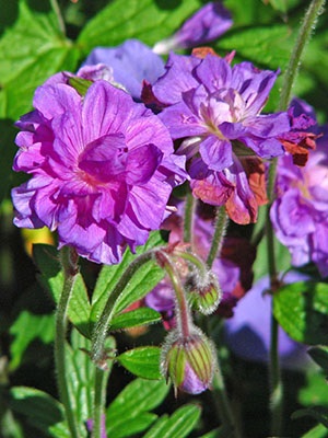 Geranium Garden - specii și soiuri de luncă, pădure, Himalaya, grădină perene, mare-încoronat