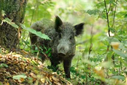 Anul unui animal pe un horoscop va fi în 2019 ce să se aștepte de la el