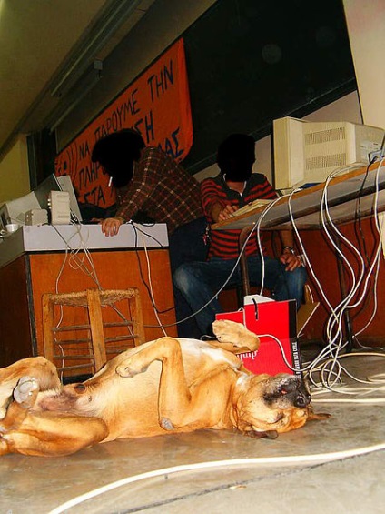 Câinii greci - comuniști, care muncesc