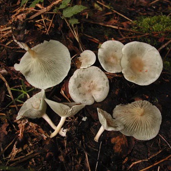 Ciuperci govorushki fotografie și descrierea de ciuperci comestibile govorushke