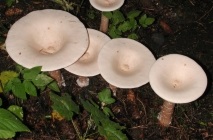 Ciuperci govorushki descrierea speciilor comestibile și inodibile, fotografii, gătit, chanterelles false, video
