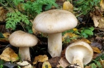 Ciuperci govorushki descrierea speciilor comestibile și inodibile, fotografii, gătit, chanterelles false, video