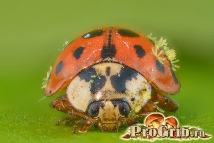 Ciuperci-paraziti de insecte de tantari, furnici, omizi, cicadas