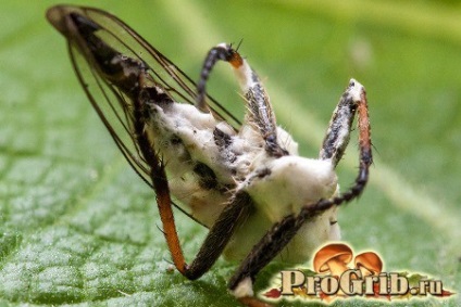 Ciuperci-paraziti de insecte de tantari, furnici, omizi, cicadas