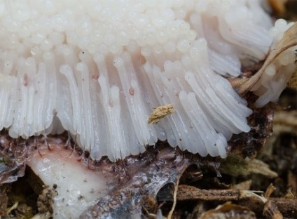 Ciuperci-slizeviki pe formarea solului similare cu spuma de montaj