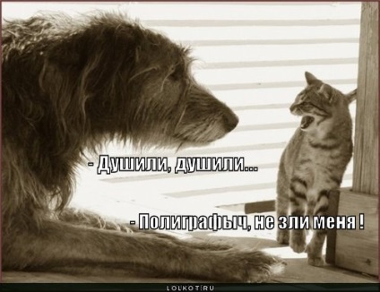Macskák zivatar vagy kutya szíve (alexey Yushin)
