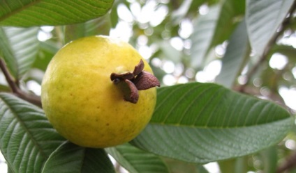 Guava - proprietăți utile, aplicații și rețete