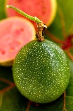 Guava, compoziția și proprietățile guavei