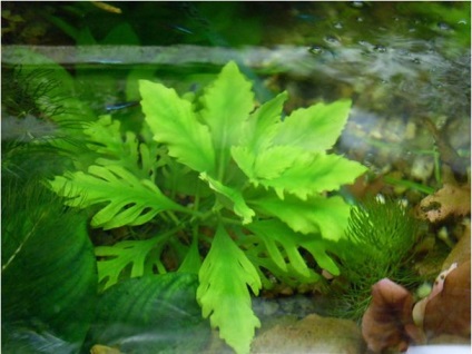 Hrănirea artificială a CO2 în acvariu, beneficiu sau rău, o-gorod